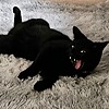 Skullponie's avatar