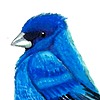 SkyThatGuy's avatar