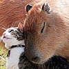 SleepyCapybara's avatar