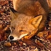 Slightly1nsaneF0x's avatar