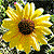 sloppysunflowers's avatar