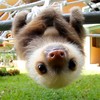 sloth1234567's avatar