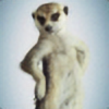 Sly-Meerkat's avatar