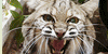 Small-Felines's avatar