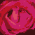small-onion's avatar