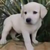 smilesdog's avatar