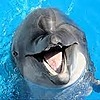 SmilingDolphins's avatar