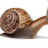 snailinnewspaper's avatar