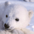 snowbear's avatar