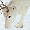 snowdeer999's avatar