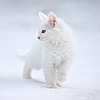 snowkat-34's avatar