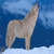 Snowswolfxiii's avatar