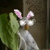 snowythebird2's avatar