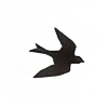 soaringswallow88's avatar