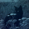 Sofubifur's avatar