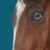 Sogno-Rotto-Equus's avatar