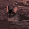 Sonnenkatze346's avatar