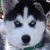 Sooper-Husky's avatar