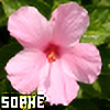 Sophe's avatar