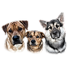 spacedogs's avatar