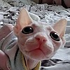 Sphynx-lover's avatar