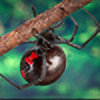 SpidersAreAdorable's avatar