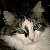 spikethecat's avatar