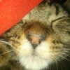 spinydoodles's avatar