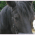 Spirit-Of-The-Horse's avatar