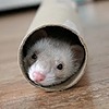SqueakPusher's avatar