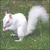 squirrelcultleader's avatar