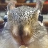SquirrelShuffle's avatar