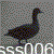 sss006's avatar