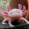 StarAxolotl's avatar