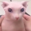 Starg0rl's avatar
