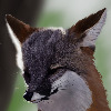 StarvedFox's avatar