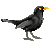 SteamyBlackbird's avatar