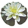 suiren520's avatar