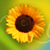 sunflower66's avatar