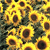 SunflowerEyes's avatar