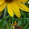 sunflowersareyummy's avatar