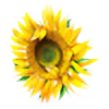 SunflowerSloan's avatar