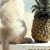 sunny-pineapple-15's avatar