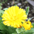 sunnybee's avatar