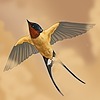 Swallow-Stranded's avatar