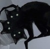 Sweet-KittyPaw's avatar