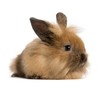 Sweet-Lil-Baby-Bunny's avatar