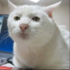 Sweetgirl193's avatar