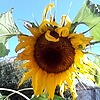SweetiesfireT7's avatar