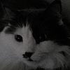 sweetkittycat23's avatar